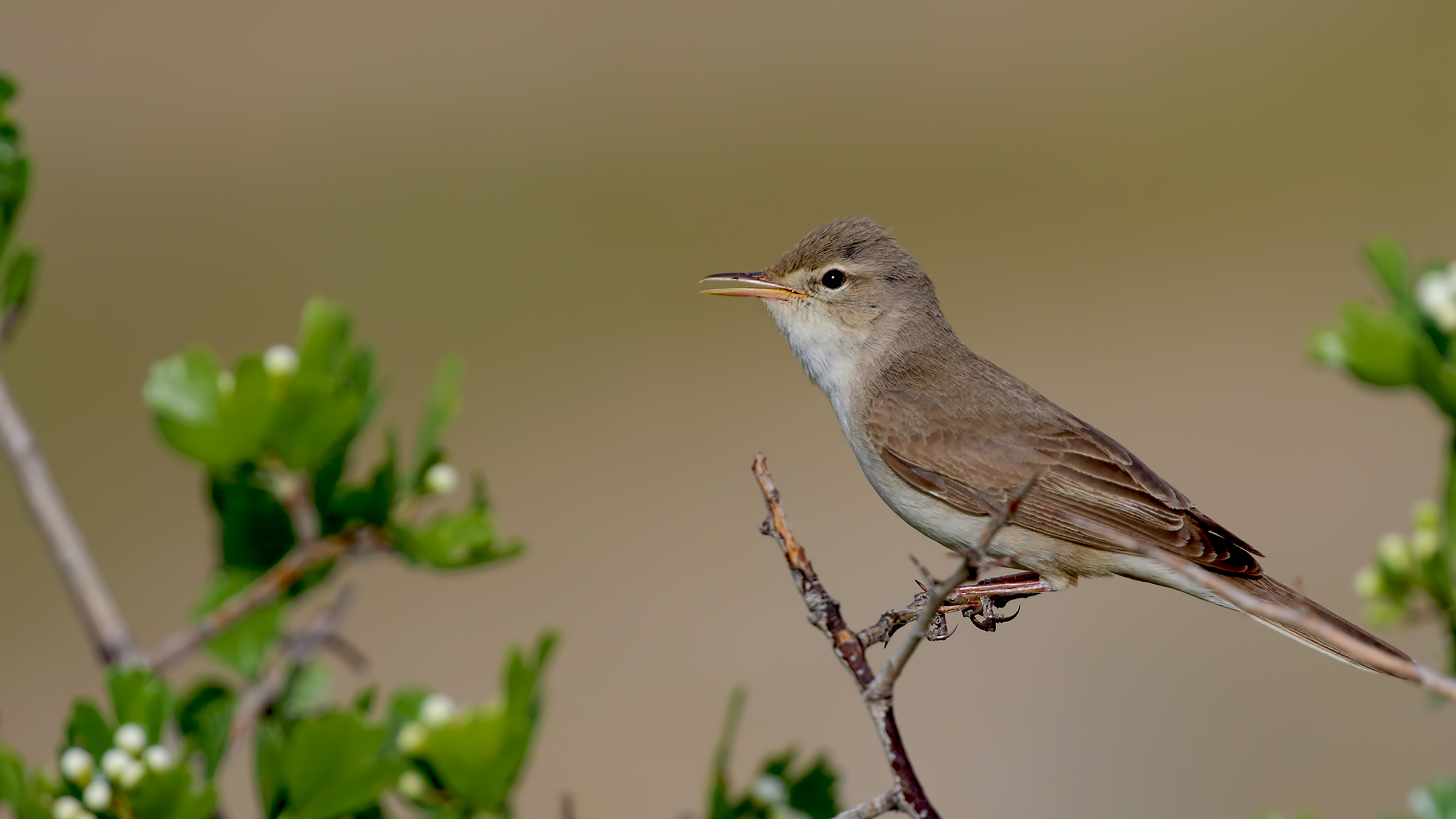 Upcher's Warbler
